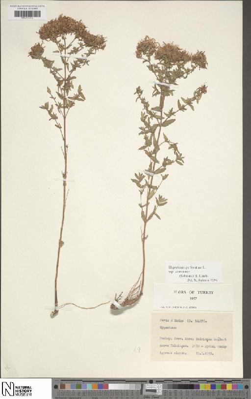 Hypericum perforatum subsp. veronense (Schrank) H.Lindb. - BM001203122