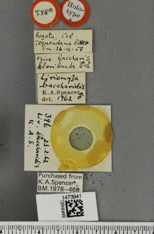 Liriomyza baccharidis Spencer, 1963 - BMNHE_1473941_label_49081