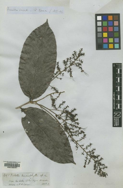 Hirtella macrophylla Benth. ex Hook.f. - BM000602451