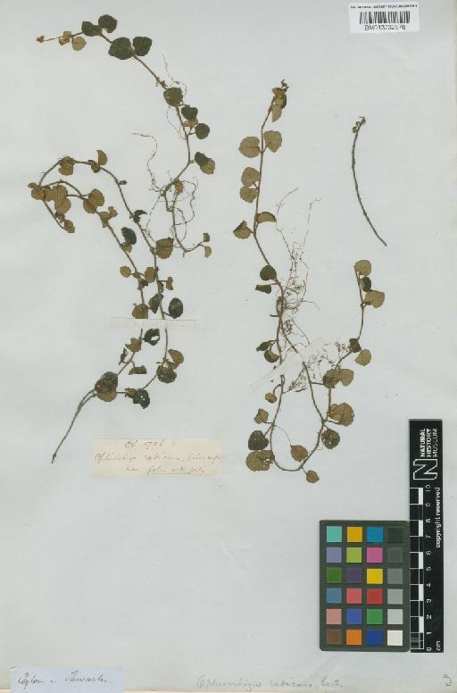 Ophiorrhiza radicans Gardner ex Thwaites - BM013732976