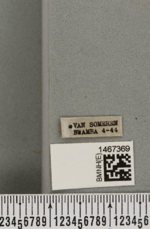 Bistrispinaria magniceps (Bezzi, 1918) - BMNHE_1467369_label_27755