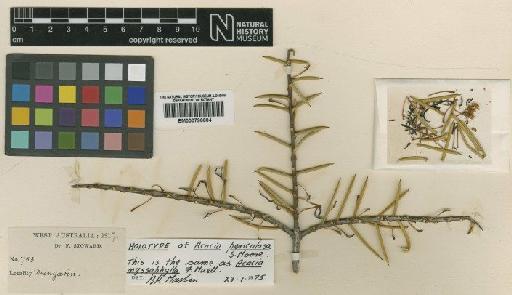 Acacia nyssophylla F.Muell. - BM000796604