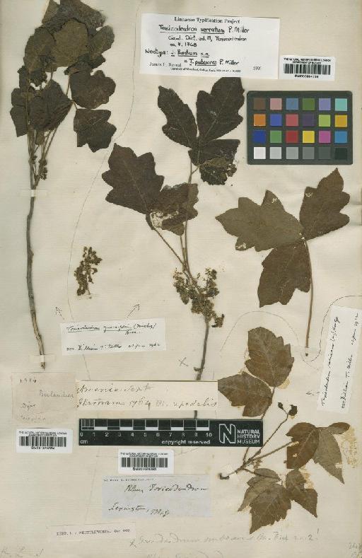 Rhus toxicodendron L. - BM001024395