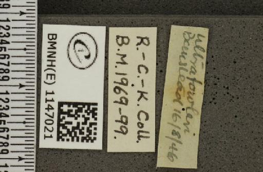 Lysandra coridon ab. ultrafowleri Bright & Leeds, 1938 - BMNHE_1147021_label_100930
