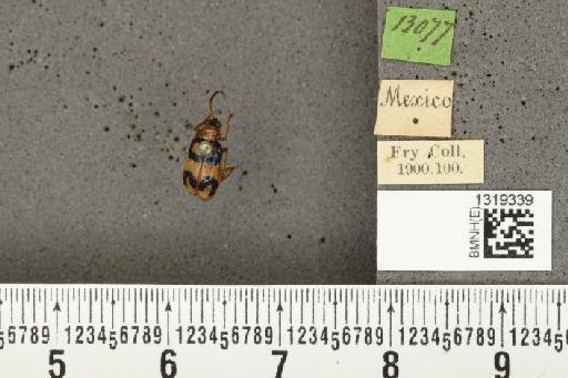 Diabrotica pulchella (Jacquelin du Val, 1857) - BMNHE_1319339_20299