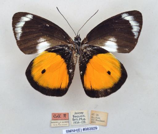 Delias discus neyi Ribbe, 1900 - BMNH(E)983929_Delias discus neyi_ Rib