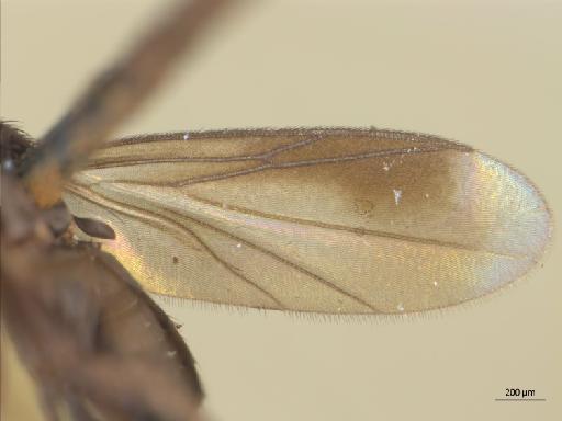 Cycloneura aberrans Tonnoir, 1927 - 010626620_Tonnwardsia_aberrans_Cycloneura_PT_BMNH254299_wing1