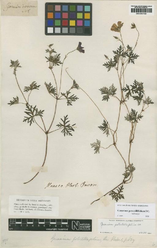 Geranium potentillifolium DC. - BM000927560