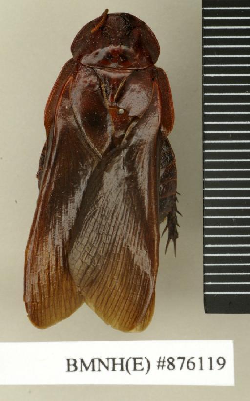 Ancaudellia marshallae Roth, 1977 - Ancaudellia marshallae Roth, 1977, female, paratype, dorsal. Photographer: Edward Baker. BMNH(E)#876119