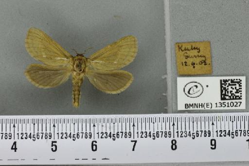 Korscheltellus lupulina (Linnaeus, 1758) - BMNHE_1351027_186419