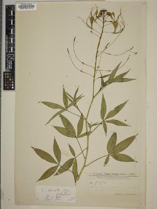 Cleome serrata subsp. paludosa (Willd.) Iltis - BM000537890