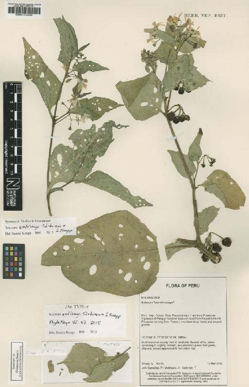 Solanum antisuyo Särkinen & S.Knapp - BM001034662