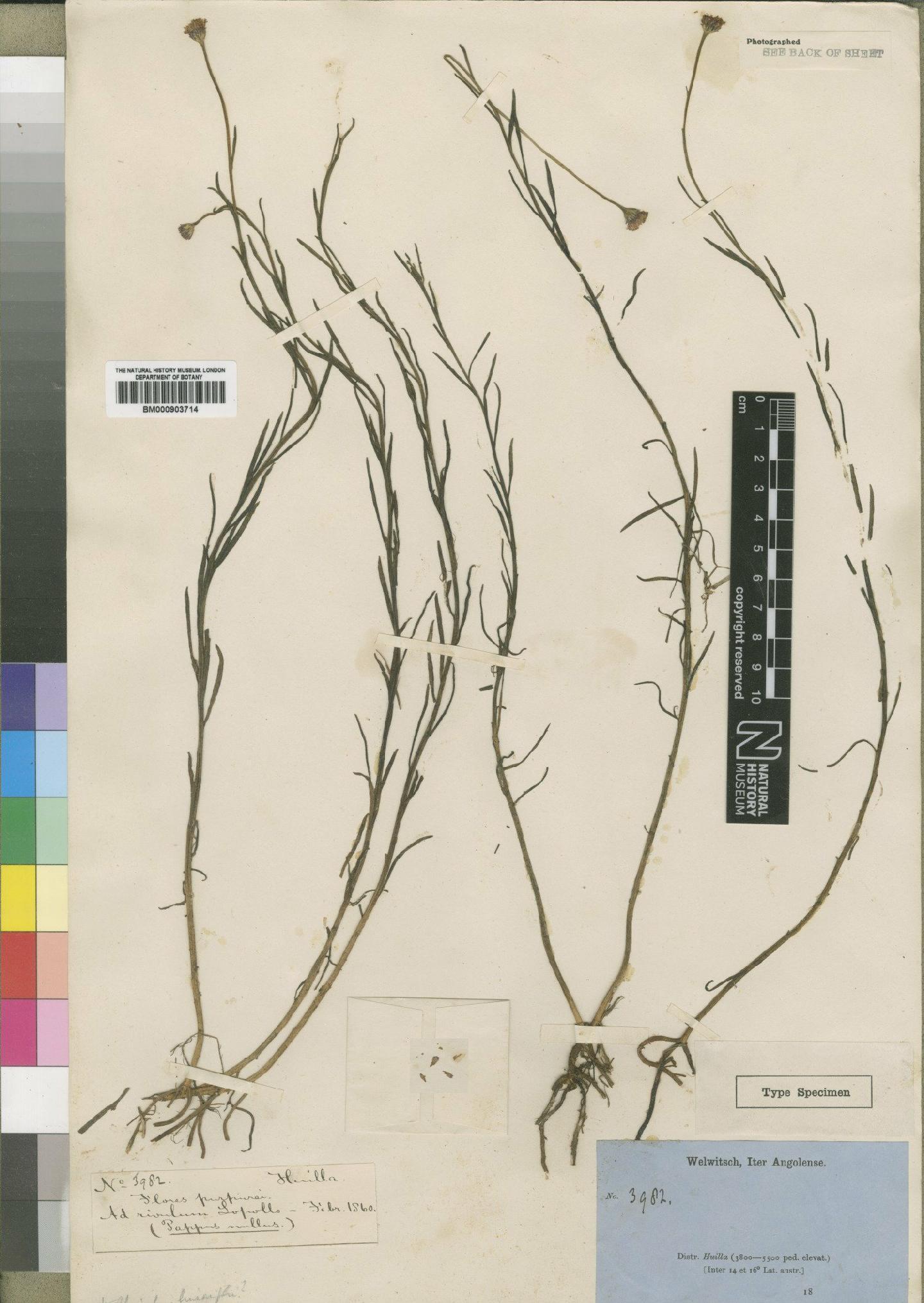 To NHMUK collection (Bothriocline monocephala (Hiern) Wild & G.V.Pope; Type; NHMUK:ecatalogue:4528720)