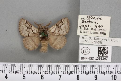 Trichiura crataegi (Linnaeus, 1758) - BMNHE_1399267_189647