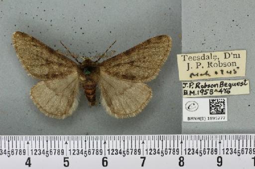 Phigalia pilosaria ab. monacharia Staudinger, 1901 - BMNHE_1895277_456076