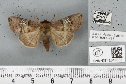 Tethea ocularis octogesimea (Hübner, 1786) - BMNHE_1548606_235566