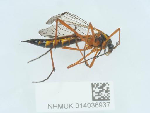 Ctenophora (Ctenophora) pectinicornis (Linnaeus, 1758) - 014036937_1