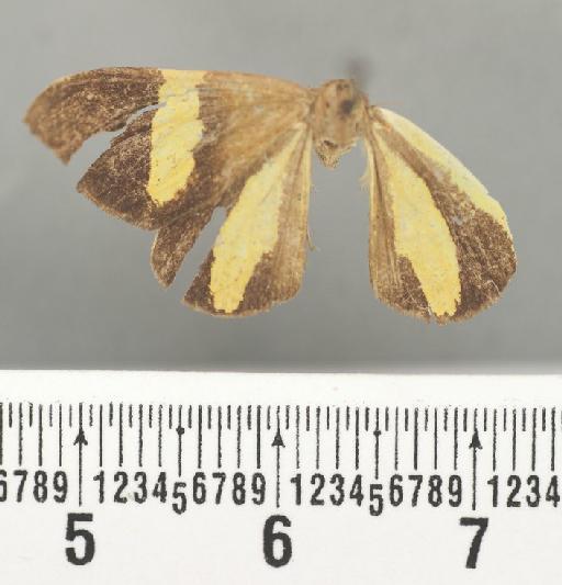 Scordylia discordata Guenée in Boisduval & Guenée, 1858 - Scordylia discordata Guenee male syntype 1378769