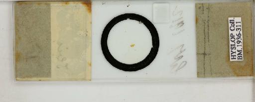 Colpocephalum subpenscillatum Piaget, 1885 - 010654043_reverse