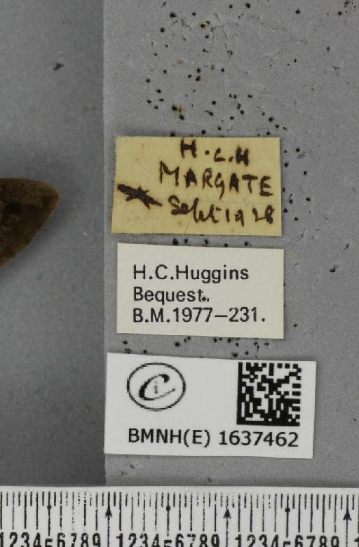 Macroglossum stellatarum (Linnaeus, 1758) - BMNHE_1637462_label_206135