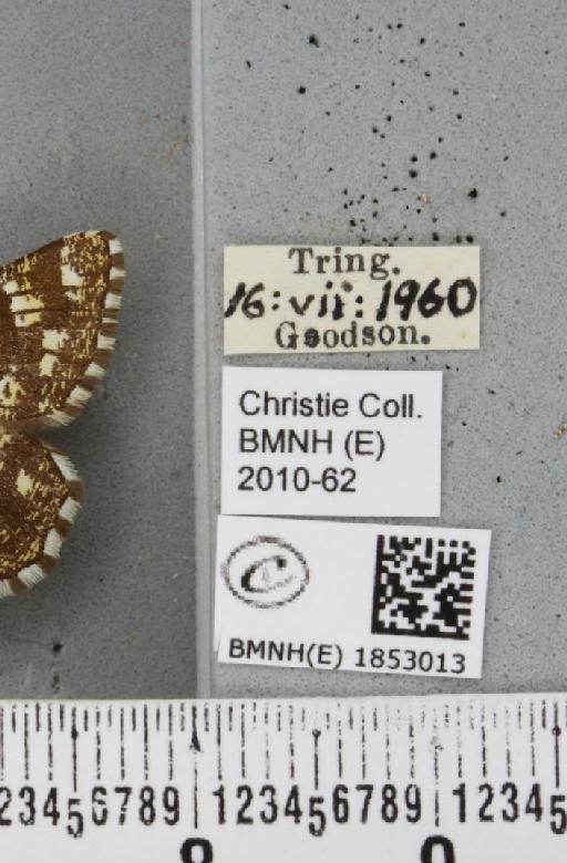 Chiasmia clathrata clathrata (Linnaeus, 1758) - BMNHE_1853013_label_424646