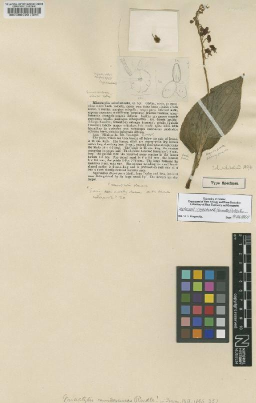 Crepidium mindorense (Rendle) Szlach. - BM000088023