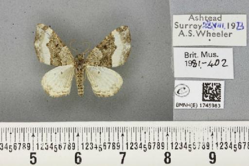 Euphyia unangulata (Haworth, 1809) - BMNHE_1745983_336689