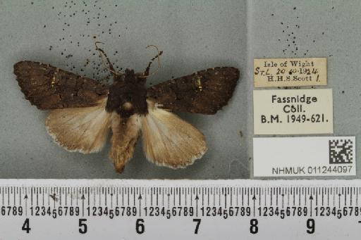 Aporophyla nigra (Haworth, 1809) - NHMUK_011244097_645236