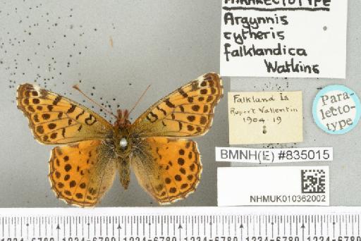 Yramea cytheris cytheris (Drury, 1773) - NHMUK010362002_Yramea_cytheris_ cytheris_ (Drury, 1773)_PLT_upperside