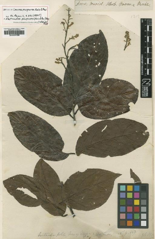 Nectandra purpurea (Ruiz & Pav.) Mez - BM000947299