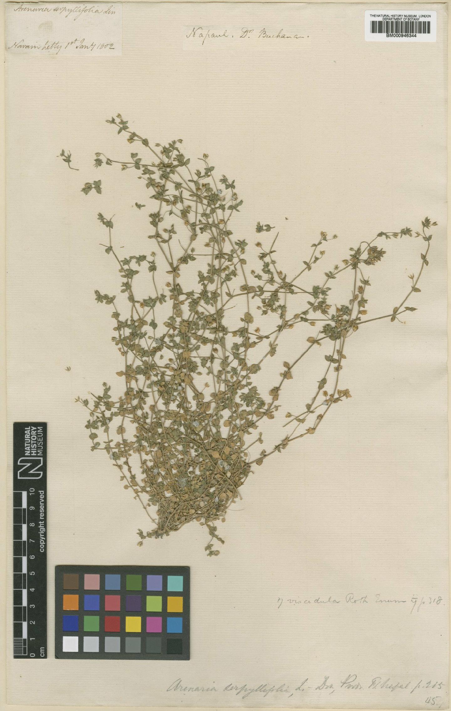 To NHMUK collection (Arenaria serpyllifolia L.; Type; NHMUK:ecatalogue:471242)