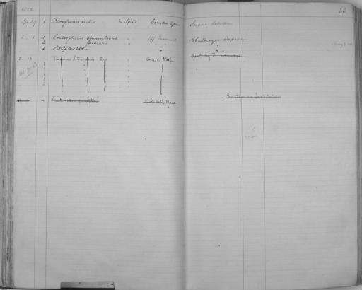 Pimelodus boucardi Regan, 1907 - Zoology Accessions Register: Reptiles & Fishes: 1878 - 1892: page 60