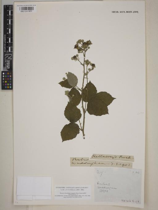 Rubus L. - 013414854