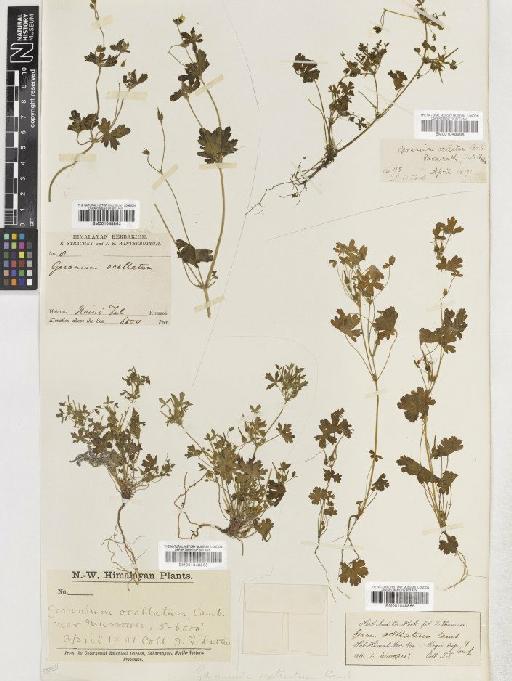 Geranium ocellatum Cambess ex Jacquem. - BM001048863