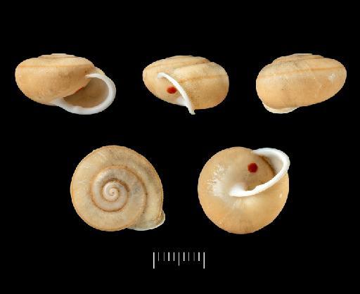 Helix brevidens subterclass Tectipleura G. B. Sowerby I, 1841 - Helix brevidens Sowerby