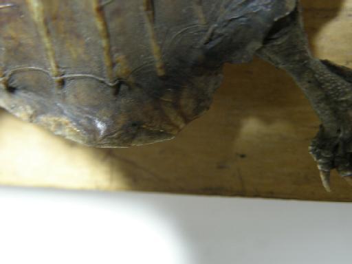 Rhinoclemmys pulcherirma - P7250162.JPG