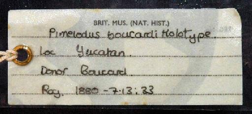 Pimelodus boucardi Regan, 1907 - 1880.7.13.33; Pimelodus boucardi; image of jar label; ACSI project image