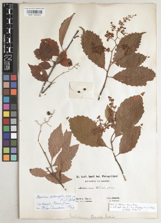 Meliosma dilleniifolia subsp. tenuis (Maxim.) Beusekom - BM014605454