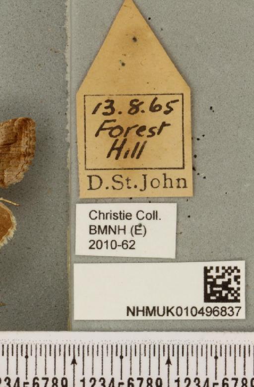 Autographa gamma (Linnaeus, 1758) - NHMUK_010496837_label_553248