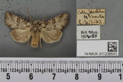 Brachylomia viminalis (Fabricius, 1777) - NHMUK_011238541_639227