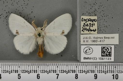 Euproctis similis (Fuessly, 1775) - BMNHE_1561123_253840