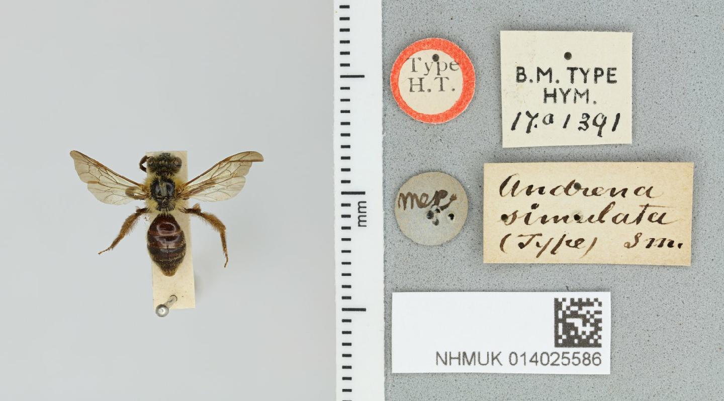 Andrena simulata