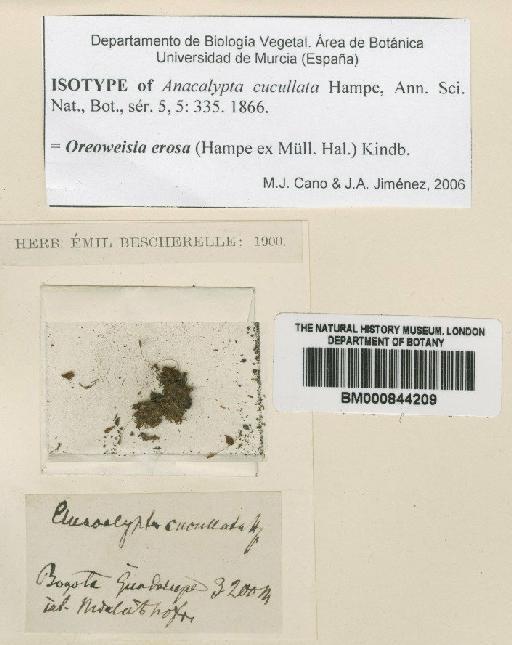 Oreoweisia erosa (Hampe ex Müll.Hal.) Kindb. - BM000844209