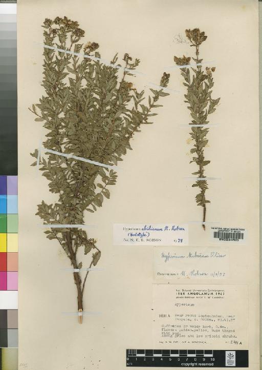 Hypericum abilianum N.Robson - BM000617923