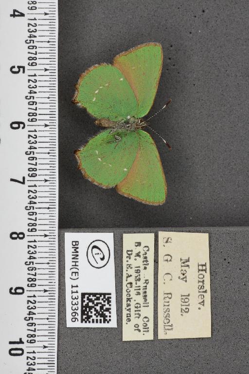 Callophrys rubi ab. inferopunctata Tutt, 1907 - BMNHE_1133366_97447