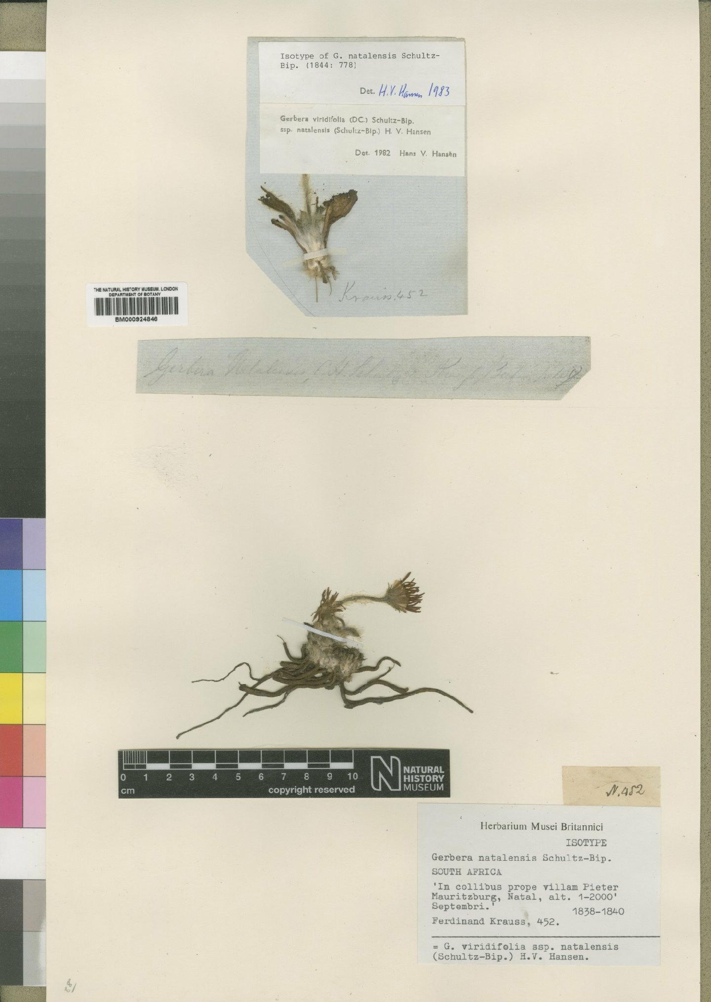 To NHMUK collection (Gerbera viridifolia (DC.) Sch.Bip.; Isotype; NHMUK:ecatalogue:4553635)