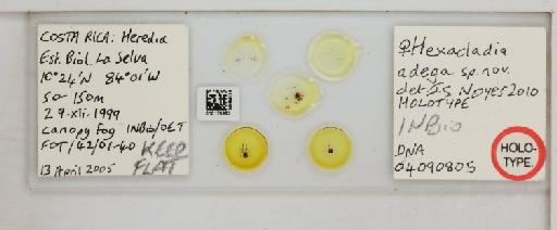 Hexacladia adega Noyes, 2010 - 010178963_Hexacladia_adega_HT F_slide labels