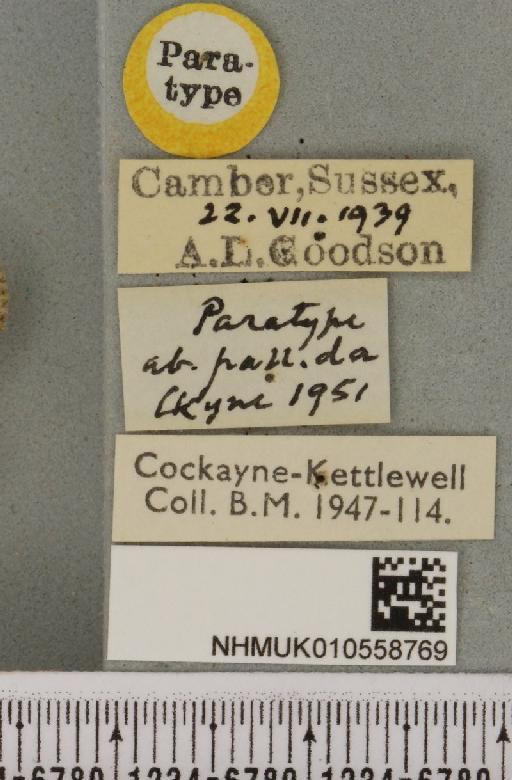 Litoligia literosa ab. pallida Cockayne, 1951 - NHMUK_010558769_label_616463