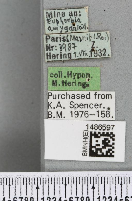 Liriomyza pascuum (Meigen, 1838) - BMNHE_1486597_label_50727