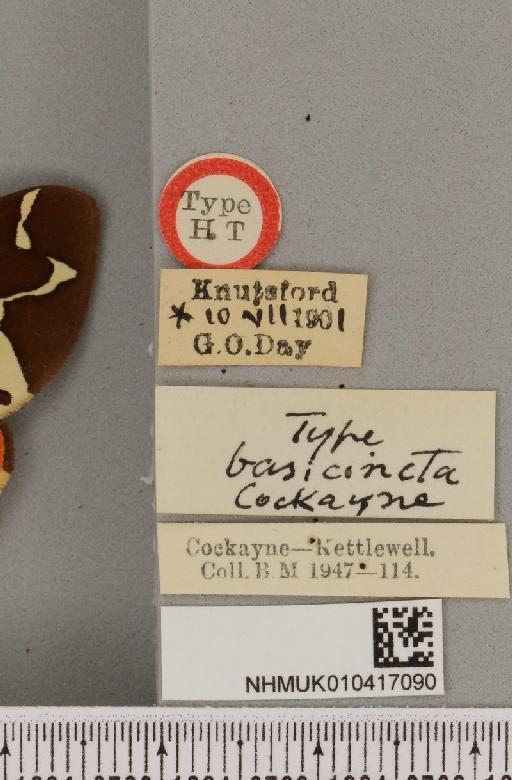 Arctia caja ab. basicincta Cockayne, 1947 - NHMUK_010417090_label_529474